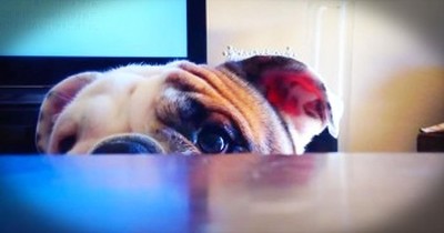 This Little Pup Just Took Peek-A-Boo To A Whole New Level – And It’s Completely Adorable! 