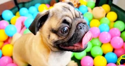 This Pug Has Some Serious JOY In His Life – And It’s So Stinking Adorable! 