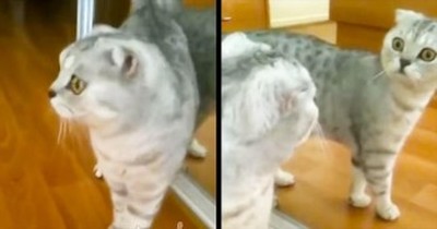 This Kitty Just Saw Something HORRIFYING – And I Can’t Stop Laughing! 