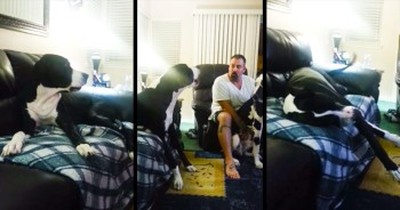 I’ve Never Called A Temper Tantrum Cute – Until I Saw This Great Dane And His 'Lovies.' LOL! 
