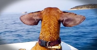 Doggies Deserve Vacations Too – And This Pup Just Had 1 EPIC Time! 