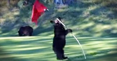 I Never Expected To See A Circus Act HERE - But This Baby Bear Is TOO Cute To Ignore! 