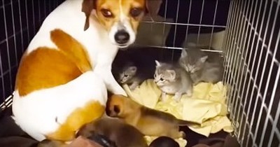 This Mama Dog Has 1 BIG Heart. And These Orphaned Kitties Agree! 