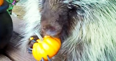 This Porcupine Is REALLY Enjoying His Fall Treat. Just Listen To Those Adorable Sounds! 