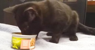 This Kitty Is GOBBLING Up Her Food – Talk About CUTENESS Alert! 