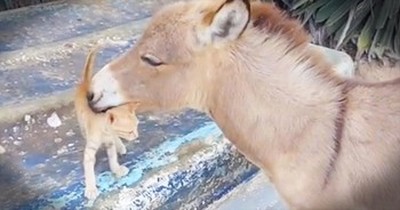 This Kitten Just Made A New Friend. And It’s Seriously TOO Cute For Words! 