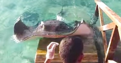 This Hungry Stingray Was Looking For A Tasty Treat. And It’s Seriously Awesome! 