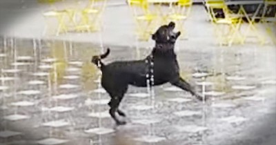 This Pup Is Having The HAPPIEST Day. And I Can’t Stop Smiling!