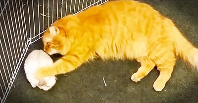 This Caring Kitty Has Some Unique-Looking Babies. And Their Precious Love Just Made My Day!