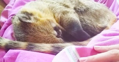This Precious Coati Just Wants MORE Snuggles. And I Think I’ve Found My New Favorite Animal! 