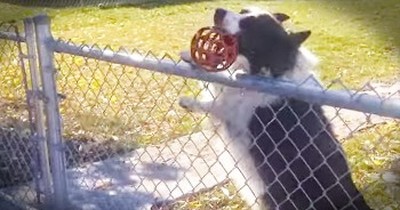 This Pup Just Figured Out The The CLEVEREST Way To Play Fetch. And I'm STILL LOLing! 