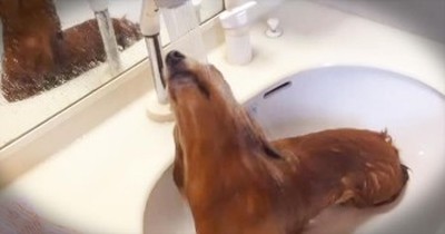 They Decided To Give The Dog A Bath. His Reaction? Absolutely ADORABLE! 