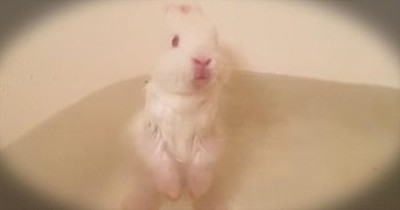 It’s Bath Time For This Baby Bunny. And YES, It’s SUPER Precious! 