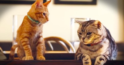 These Kittens Have A NEW Addition In Their Home. And It’s Got Me Squealing With LAUGHTER!