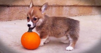 You’re Going To FALL Over This Adorable Corgi And His Treat! I’m Squealing With Delight! 