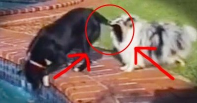 These 2 Dogs Know About TEAMWORK! Just See What Happens When Their Ball Falls Into The Pool! 
