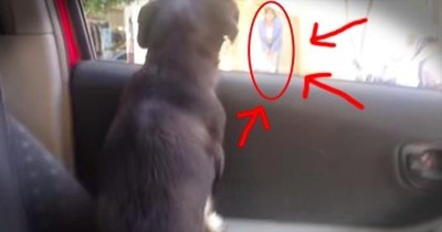 This Puppy Is SO Excited When She See's Her BFF! Just Look At That Tail Wag! 