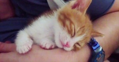 This Kitty Has The Most ADORABLE Bedtime Routine. I'm PURRING With Delight! 