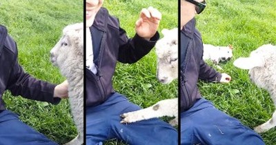 This Lamb Was Getting ALL The Attention. So This Playful Pup Had To Do Something ADORABLE! LOL! 