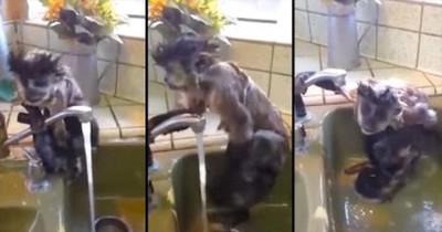 This Tiny Monkey Is Getting All Clean. And It’s Easily The World’s CUTEST Shower! AWW! 