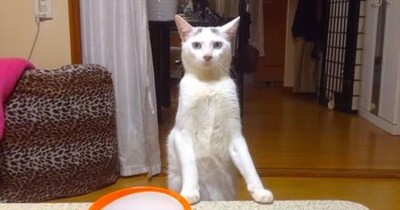 This ‘Walking’ Kitty Just Completely Blew My Mind! That’s Just AWESOME! 