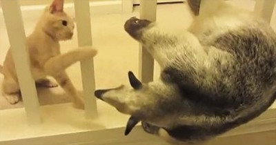 Move Over Kitty, There's A New Pet In Town And This Anteater Way Too Cute To Resist! 