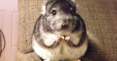 Apparently, This Chinchilla Was A Little Hungry. And It's Completely ADORABLE! 