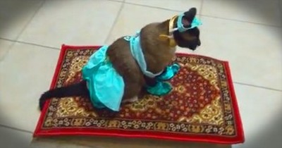I Can't Stop Giggling Over This Feline's 'Flying' Carpet. Oh My The CUTENESS! 