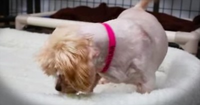 After 9 Years In A Wire Cage, This Pup Gets A Bed For The 1st Time. I'm Crying Tears Of Joy! 