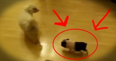 This Precious Pup Has 1 ADORABLE Shadow. And They’ve Got Me SQUEALING With Delight! 