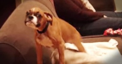This Furry Friend Is So HAPPY To See Her Human That She’s SHAKING With Delight. AWW! 