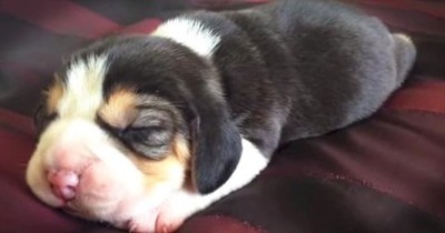These Wrinkly Pups Are Finding Their Voice For The First Time. And It's PAW-sitively Precious! 
