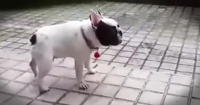When This Precious Pup Plays In The RAIN For The First Time, You Can’t Help But Smile! AWW! 