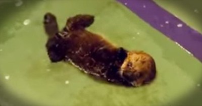 This Precious Rescue Otter Is Learning To Swim. And It’s Pure CUTENESS Overload! 