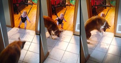This Pup Is Teaching His Tiny Human The CUTEST Thing. And Now I'm Jumping With Joy! 