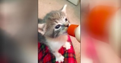 This Tiny Kitten Just Stole My Heart With His ADORABLENESS. And It Only Took 17 Seconds! 