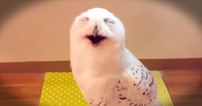 This Owl Is Making The FUNNIEST Faces. And He’s Got Me LOLing Like Crazy! 