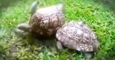 These 2 Turtles Just Gave Us A Beautiful Reminder As To What TRUE Friendship Really Means. WOW! 