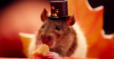It’s Cuteness Overload When This Tiny Hamster Celebrates Thanksgiving With His Furry Friends 
