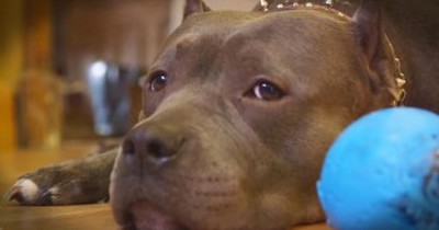 A Pitbull is Rescued From Dog Fights And Changes This Couple's Life 