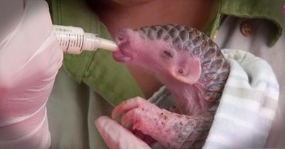 Get Ready For Cuteness As This Newborn Pangolin Plays At The Zoo. 