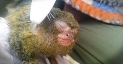 Precious Pygmy Marmoset Loves Being Brushed With a Toothbrush 
