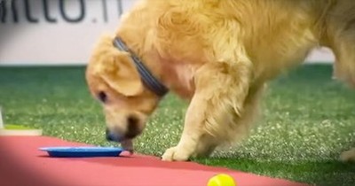 Hilarious Golden Retriever Stops In The Middle Of A Race To Eat Treats 