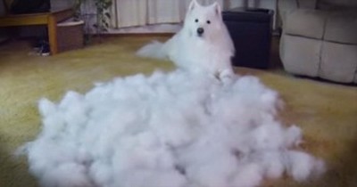 Owner Brushes Enough Fur Off Dog To Make Another. LOL! 