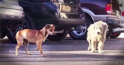 2 Homeless Dogs Are Separated Before Being Rescued By Kind Strangers 