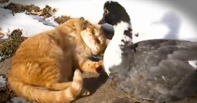 2 Cats Are Best Friends With An Adorable Duck 