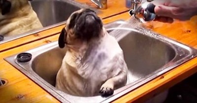 Adorable Pug Loves Bath Time In The Sink. AWW! 