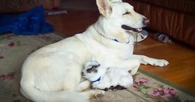 German Shepherd Cuddles With Adorable Baby Goat  