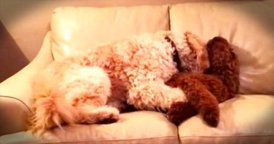 Sweet Dog Comforts Best Friend During A Nightmare 