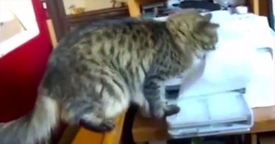 Helpful Kitty Retrieves Papers Off Printer For Owner 
